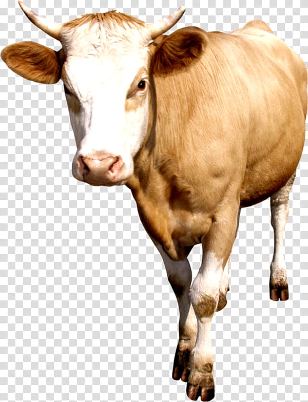 Taurine cattle, others transparent background PNG clipart
