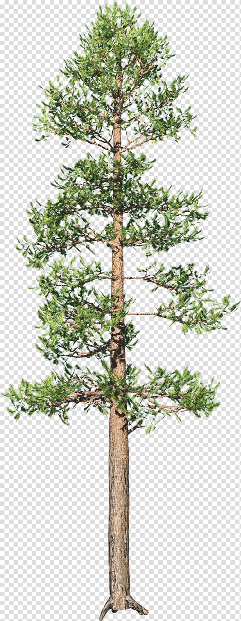 Tree Spruce Branch Conifers Plant, pine transparent background PNG clipart