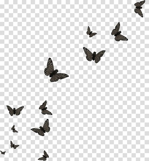 group of black butterflies illustration, Butterfly Papillon dog Editing, Butterfly group transparent background PNG clipart