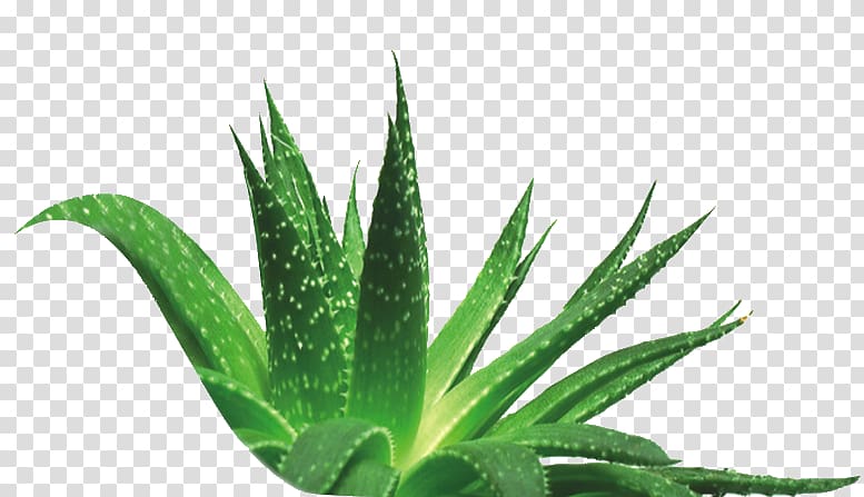 Aloe vera Plant Indoor air quality Skin care Extract, plant transparent background PNG clipart