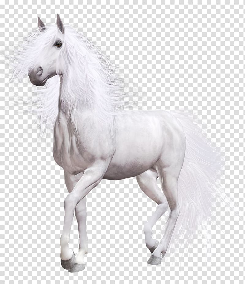 White horse American Paint Horse , white horse transparent background PNG clipart