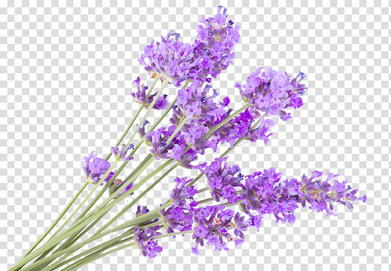English lavender Getty Flower, others transparent background PNG clipart