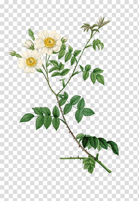 Dog-rose Botany brocante collection Plant stem Subshrub, Arab Greeting Card transparent background PNG clipart