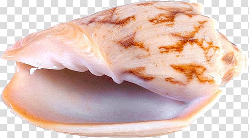 Seashell Chambered nautilus Marine , seashell transparent background PNG clipart