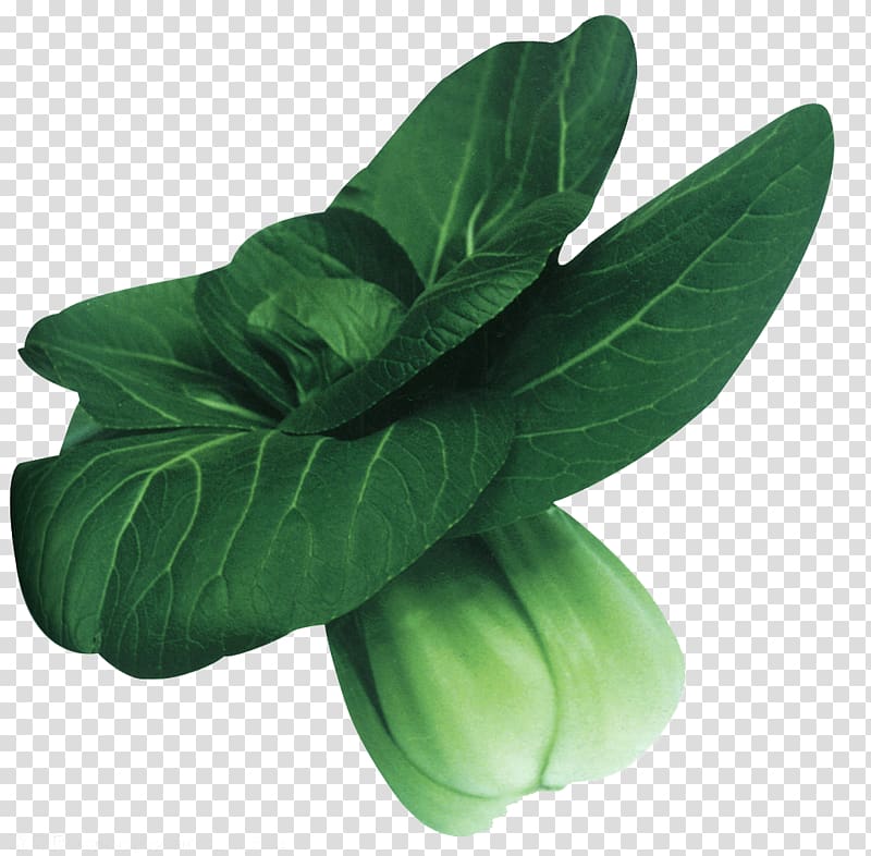 Komatsuna Napa cabbage Bok choy Vegetable, A cabbage transparent background PNG clipart