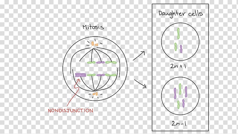 Mitosis Prophase Meiosis Chromosome Anaphase, Down syndrome transparent background PNG clipart