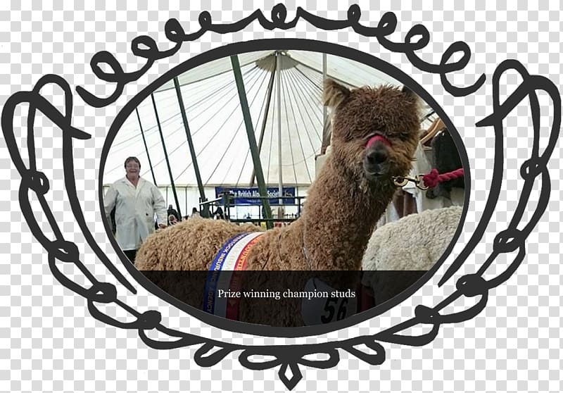 Lucky Tails Alpaca Farm Camel Pet Live, camel transparent background PNG clipart