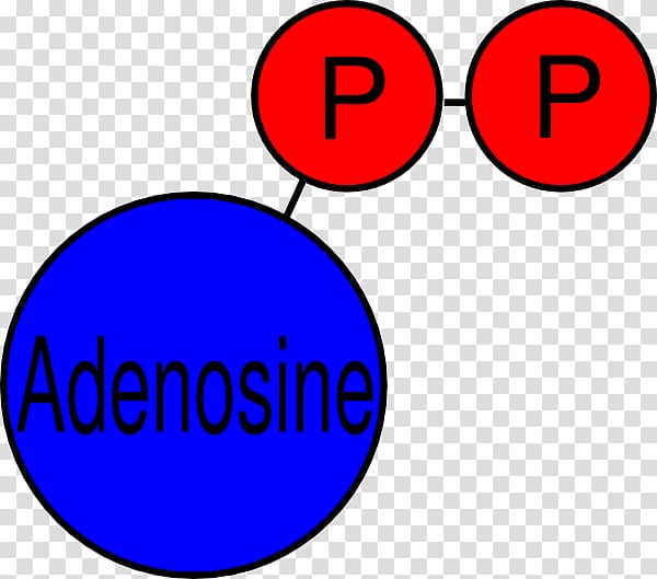 Adenosine diphosphate Adenosine triphosphate Pyrophosphate , others transparent background PNG clipart