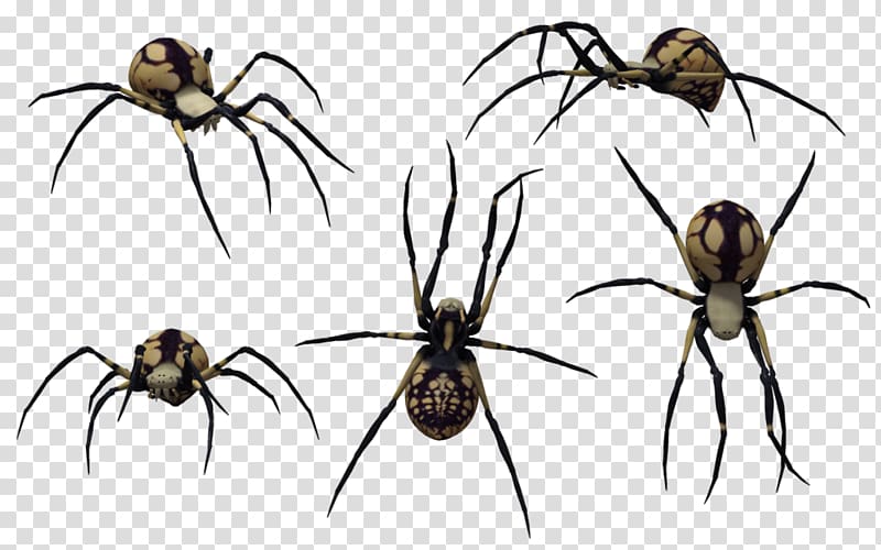 Redback spider Southern black widow Spider web , Black Widow Spider Art transparent background PNG clipart