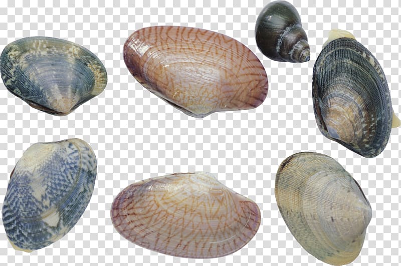 Cockle Shellfish Clam Mussel Sea snail, seashell transparent background PNG clipart