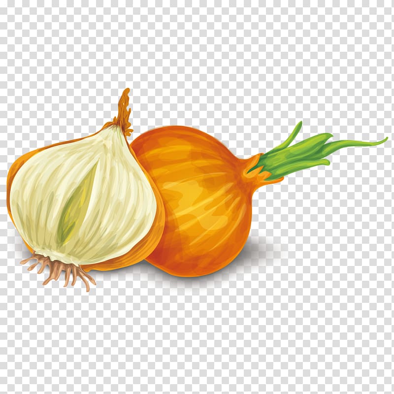 Yellow onion Shallot Calabaza Dietary supplement Food, onion transparent background PNG clipart