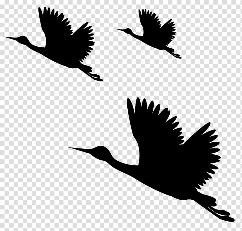 PicsArt Studio editing , bird silhouette transparent background PNG clipart