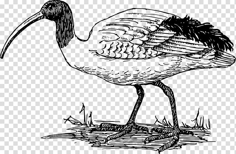 American white ibis , others transparent background PNG clipart