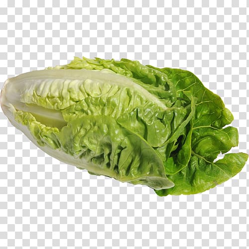 Romaine lettuce Red leaf lettuce Vegetarian cuisine Wrap Food, cabbage transparent background PNG clipart