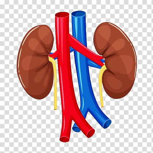 Organ Kidney Human body Anatomy Heart, heart transparent background PNG clipart