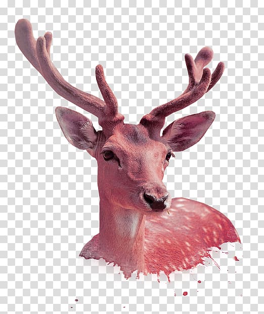 Sika deer Antler, Red deer transparent background PNG clipart