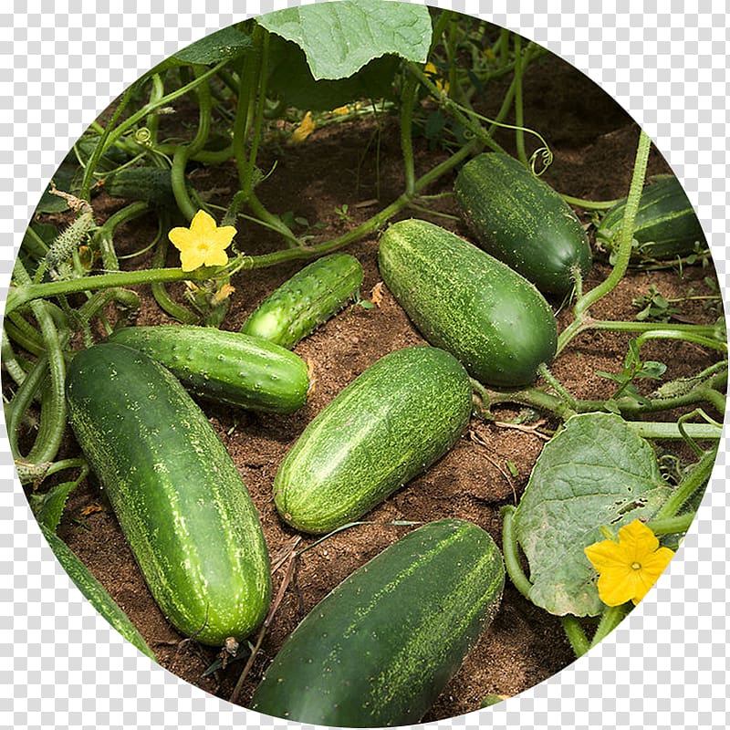 Pickled cucumber Slicing cucumber Vegetable Garden Zucchini, cucumber transparent background PNG clipart