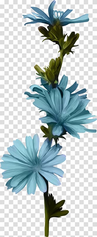 Cut flowers Plant stem Chicory Petal, blue flowers watercolor transparent background PNG clipart