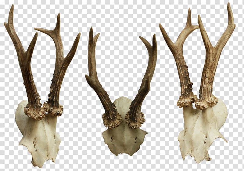 Animal Skulls Bone, skulls transparent background PNG clipart