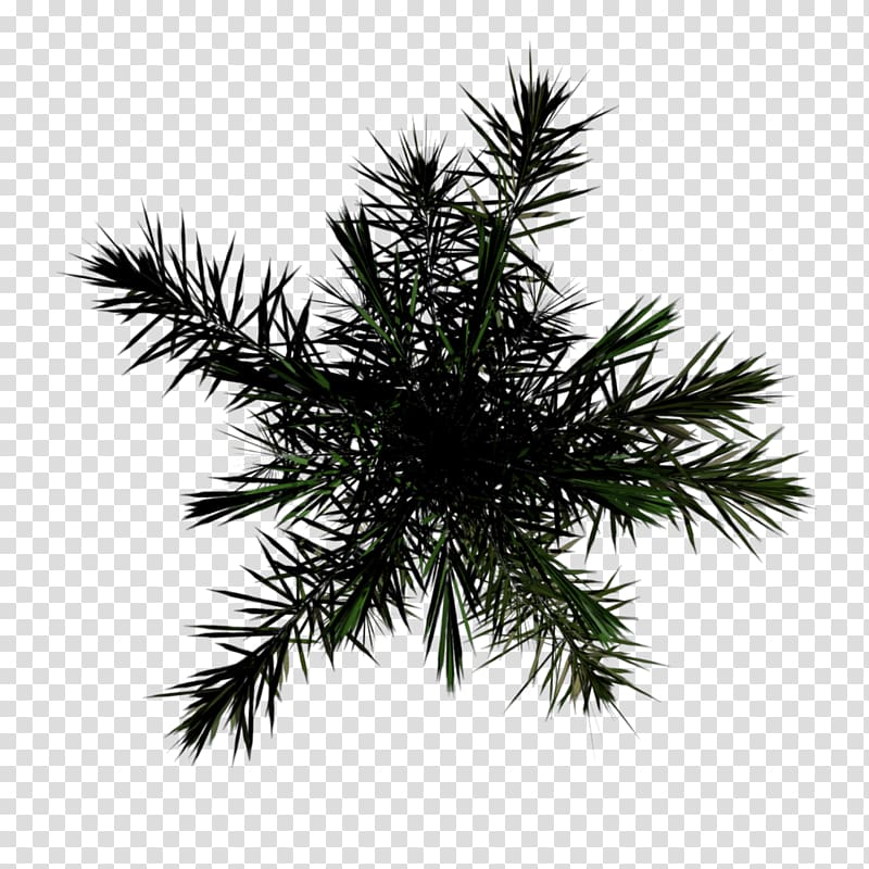 Spruce Christmas ornament Fir Christmas tree, iced blended transparent background PNG clipart