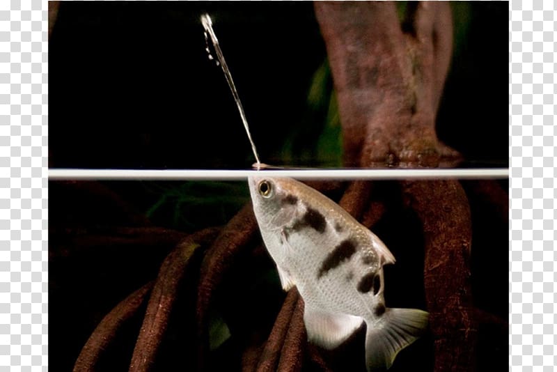 Banded archerfish Toxotes chatareus Actinopterygii Perch-like fishes, fish transparent background PNG clipart