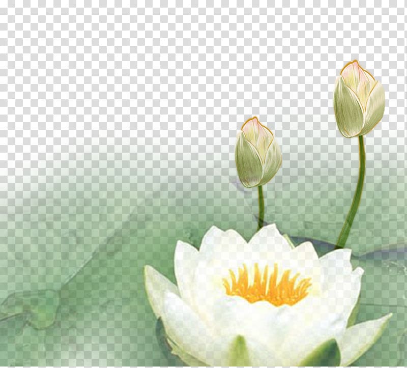 white and yellow lotus flower illustration, Nelumbo nucifera Lotus Euclidean , Lotus lotus lotus transparent background PNG clipart