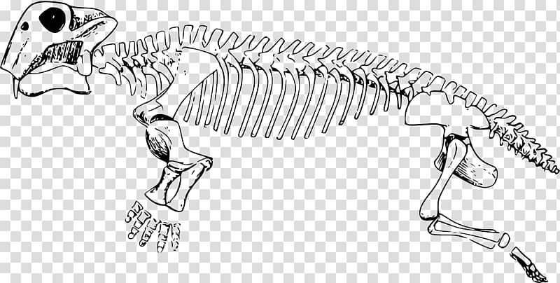 Lystrosaurus Triassic Skeleton University of California Museum of Paleontology Pangaea, Skeleton transparent background PNG clipart