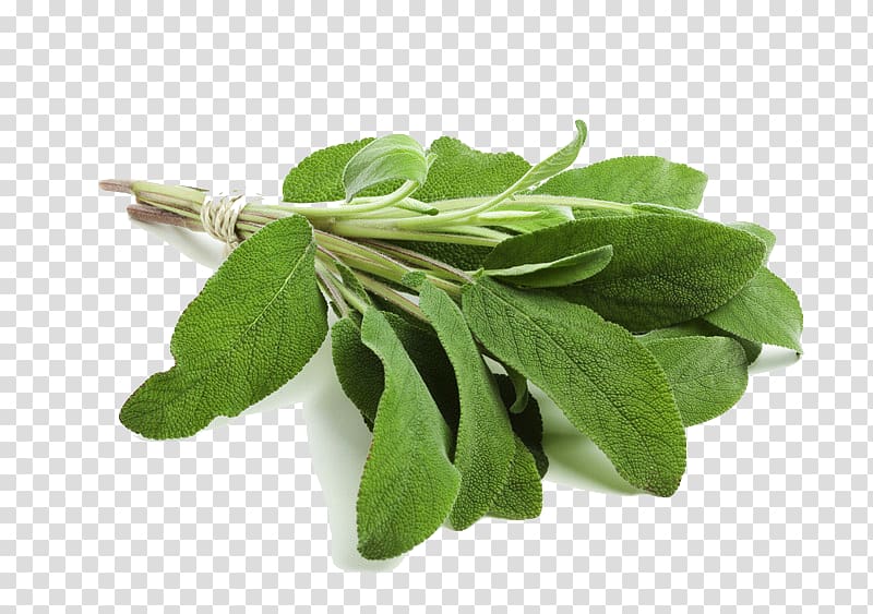 Common sage Herb Smudging Clary Essential oil, fine herbs transparent background PNG clipart