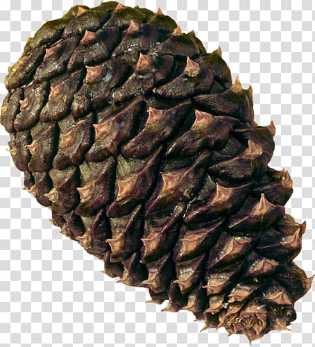 Conifer cone Pine Conifers , others transparent background PNG clipart