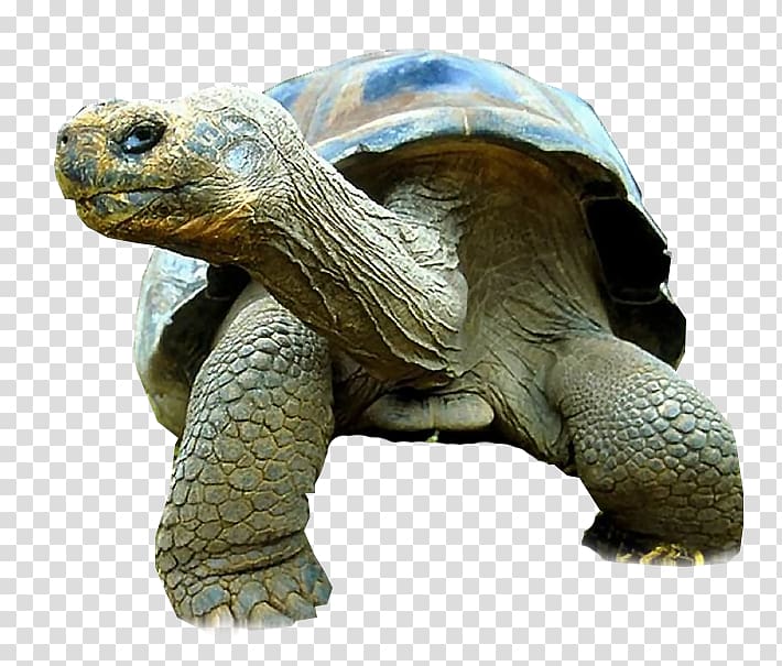 Turtle Galápagos tortoise Reptile Giant tortoise Primate, turtle transparent background PNG clipart