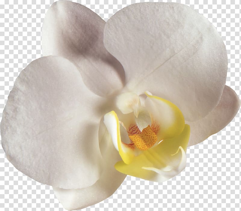 Moth orchids Flower , orchid transparent background PNG clipart
