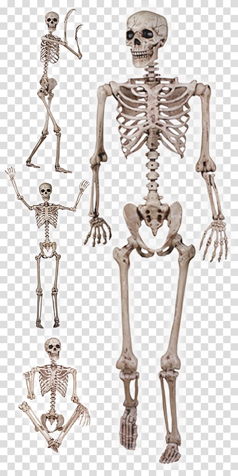 Human skeleton Skull Bone The Skeletal and Muscular Systems, Skeleton transparent background PNG clipart