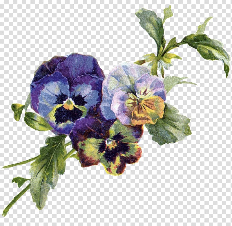 Pansy Art Violet , Vintage flower transparent background PNG clipart