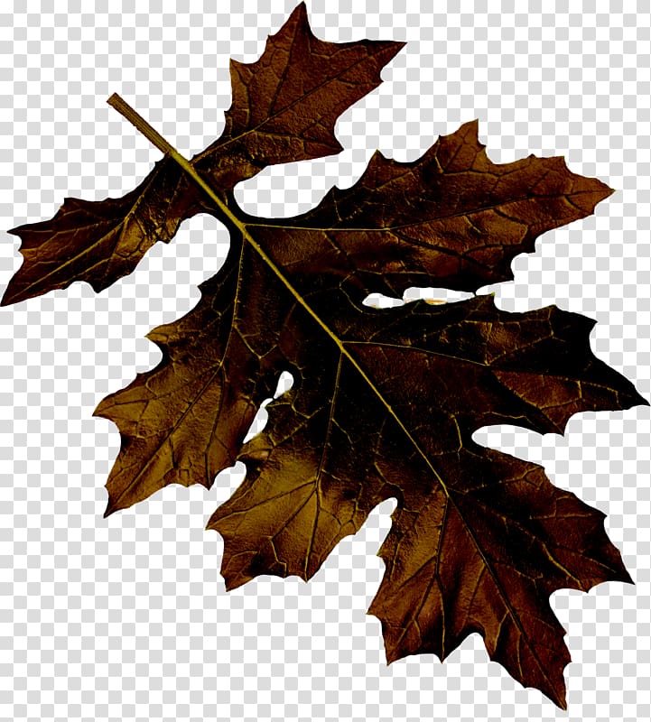 Maple leaf Euclidean , Leaf transparent background PNG clipart
