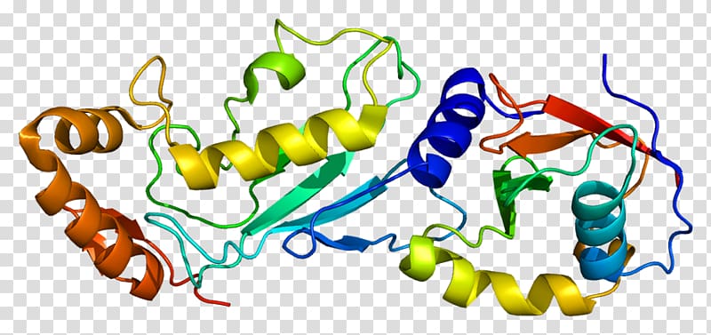 UBE2M Protein Copine Ubiquitin-conjugating enzyme NEDD8, others transparent background PNG clipart