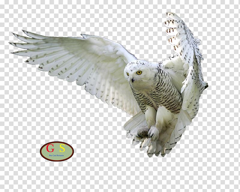 Barn owl Bird , U transparent background PNG clipart