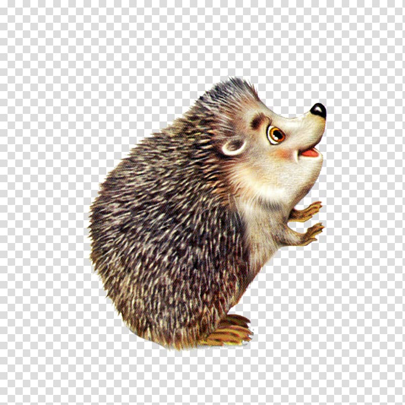 Hedgehog Le hérisson Baby Porcupine Drawing, hedgehog transparent background PNG clipart