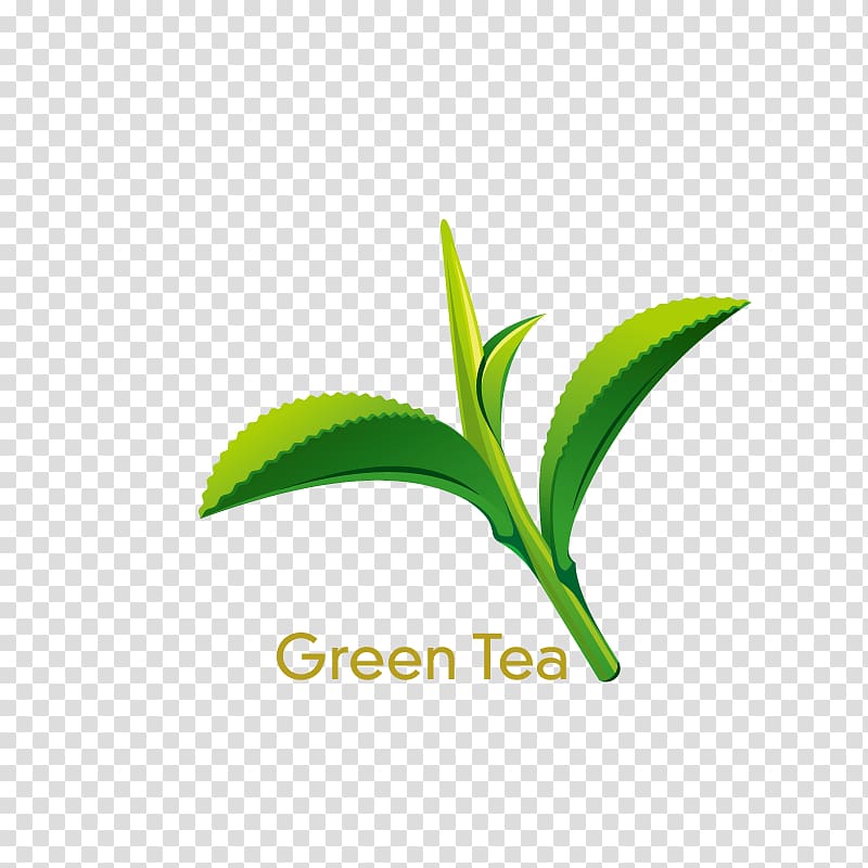 Green tea Coffee Juice Lemonade, green tea transparent background PNG clipart