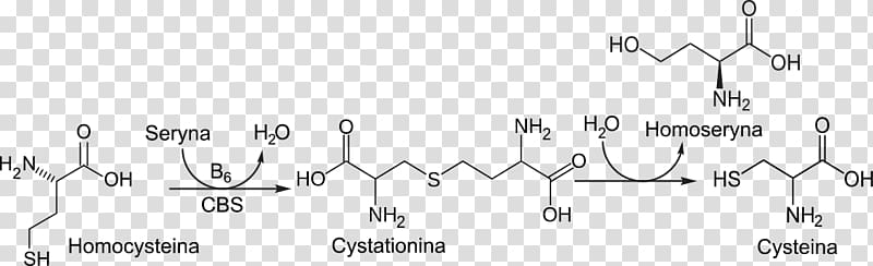 Cystathionine beta synthase Homocysteine Wikipedia Pyridoxine, Cystathionine Beta Synthase transparent background PNG clipart