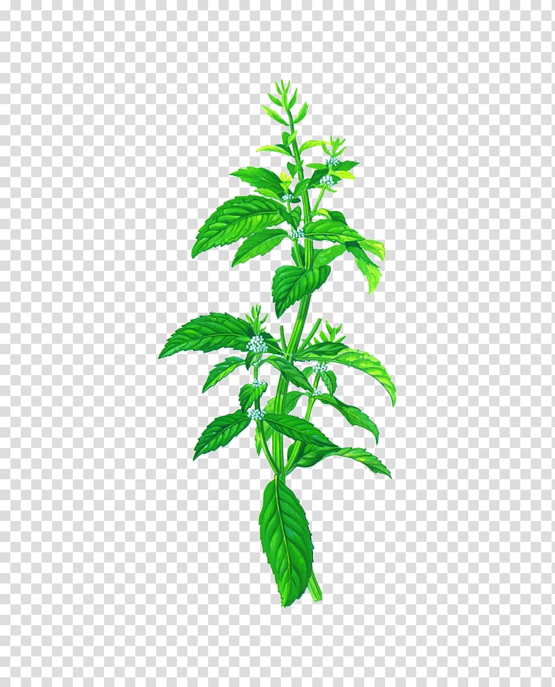 Mentha arvensis Peppermint Herb Mentha spicata Chocolate Mint, mint transparent background PNG clipart