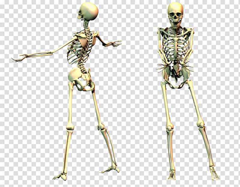 Skeleton transparent background PNG clipart