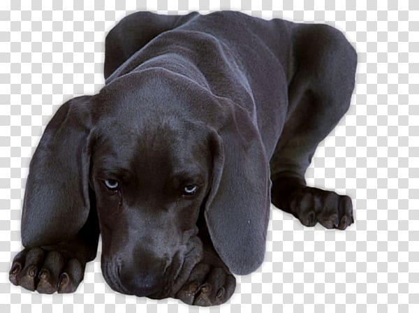Labrador Retriever Blingee Dog breed Puppy, MASCOTAS transparent background PNG clipart