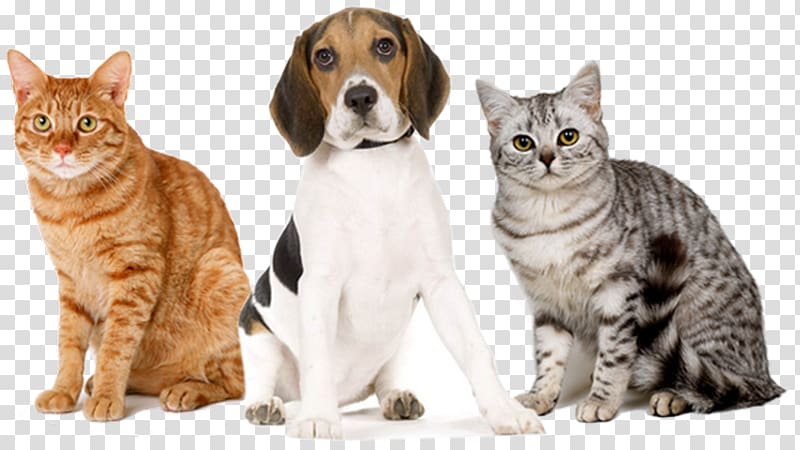 Whiskers European shorthair Bengal cat Domestic short-haired cat Dog, Dog transparent background PNG clipart