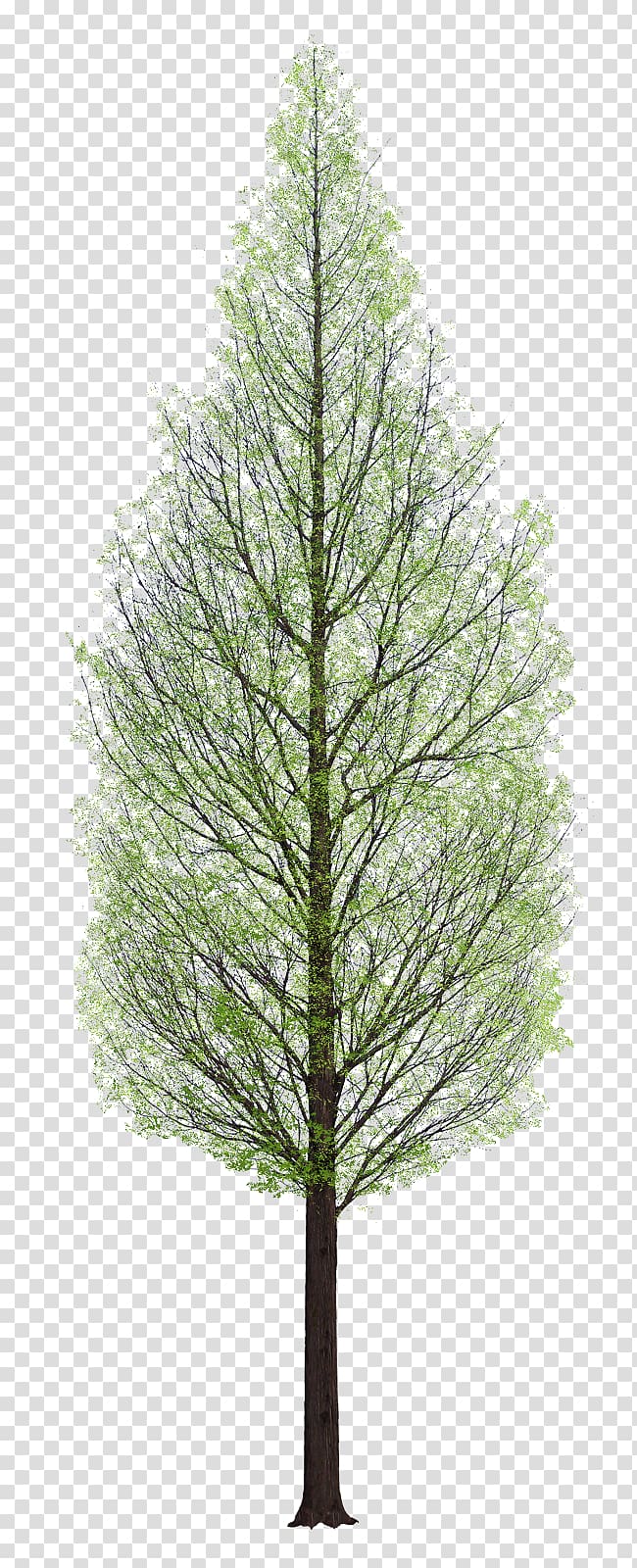Tree Architecture, tree watercolor transparent background PNG clipart