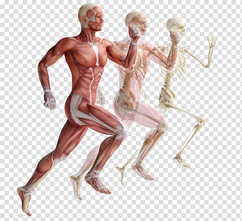 human body anatomy, Skeletal muscle Human skeleton Muscular system, Movement of human muscle anatomy transparent background PNG clipart