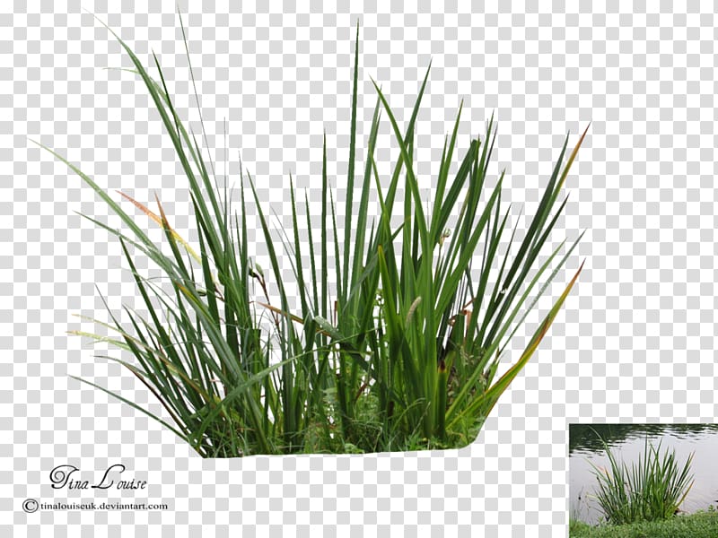 Calamagrostis acutiflora Plant , Aquatic plants transparent background PNG clipart