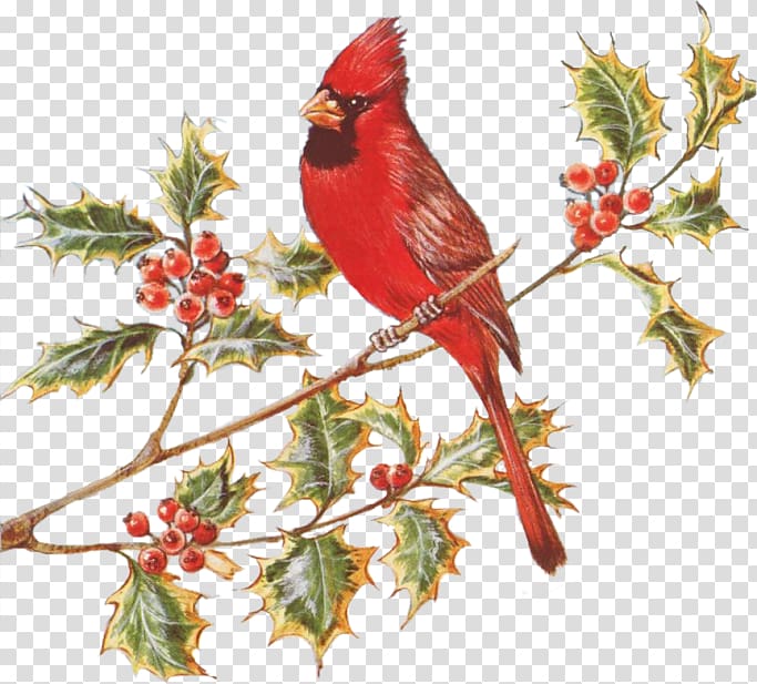 European robin Finches Holly Aquifoliales Flora, Venue transparent background PNG clipart
