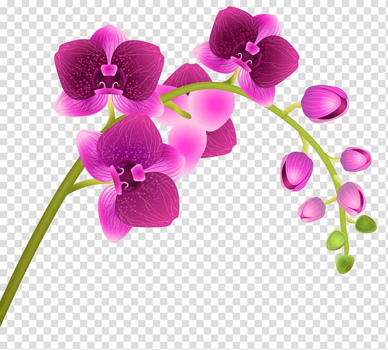 pink flowers illustration, Orchids Flower , Orchid Flower transparent background PNG clipart