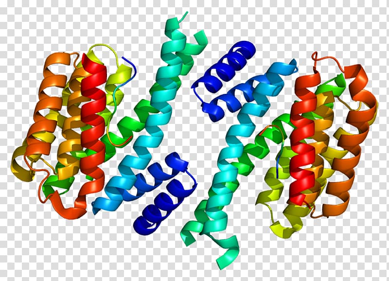 Stratifin Protein Data Bank Gene Epithelium, others transparent background PNG clipart