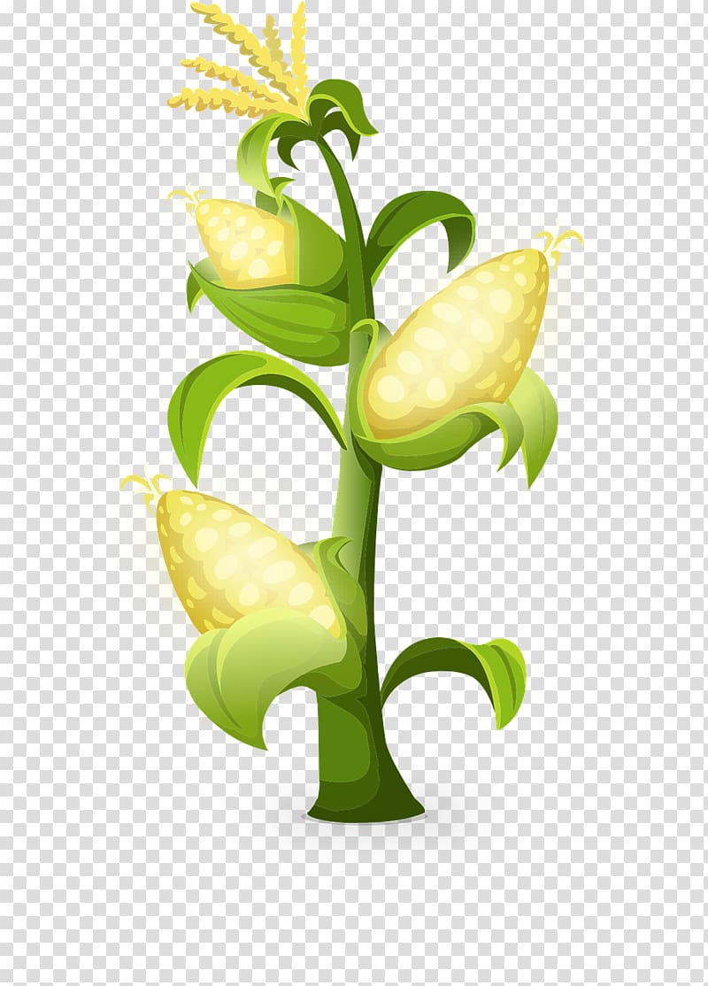 Pixabay Decomposer Worksheet Illustration, Golden corn transparent background PNG clipart